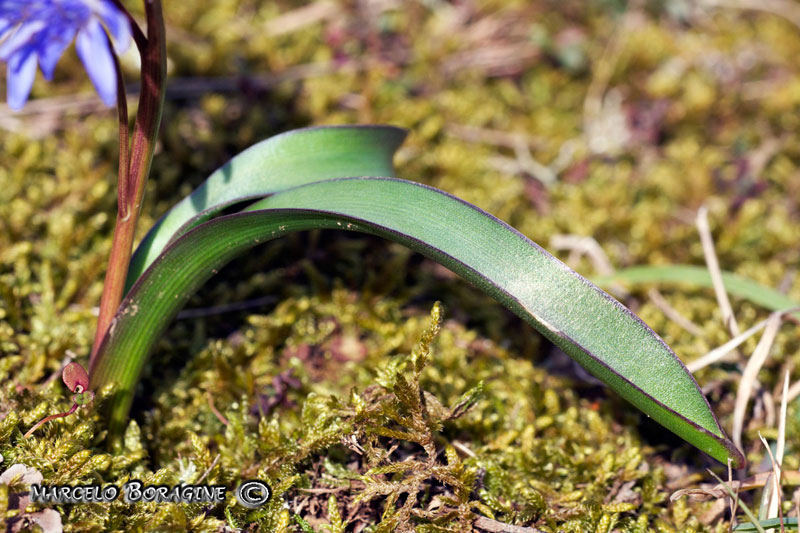 Scilla bifolia