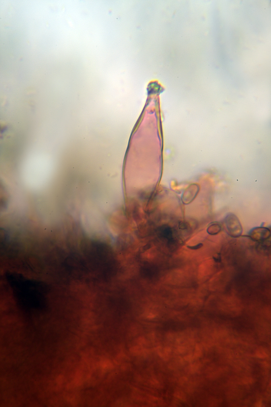 Da determinare (cfr. Psathyrella spadicea/sarcocephala)