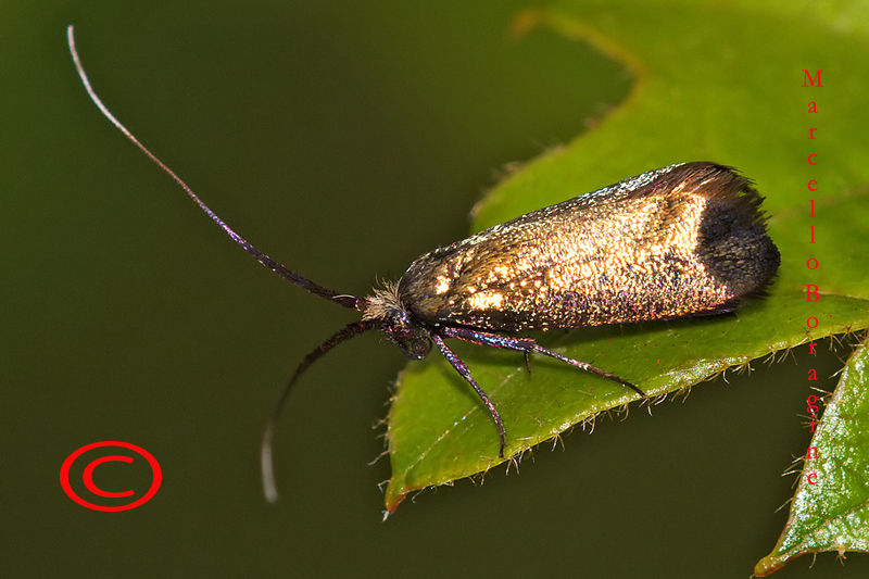 Da determinare - Adelidae