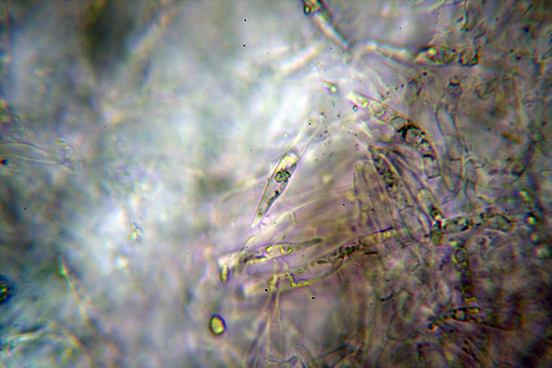 Russula da determinare 2 Cfr. Russula insignis