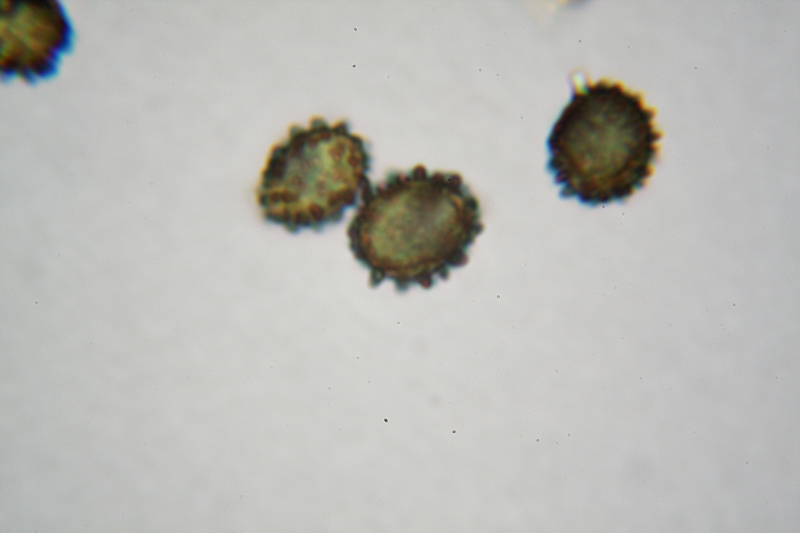 Russula globispora (= R. straminea)