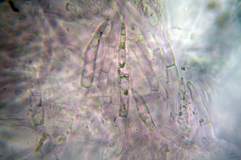 Russula da determinare 2 Cfr. Russula insignis