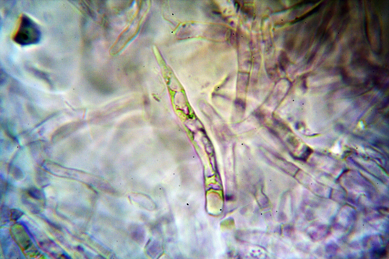 Russula da determinare 2 Cfr. Russula insignis