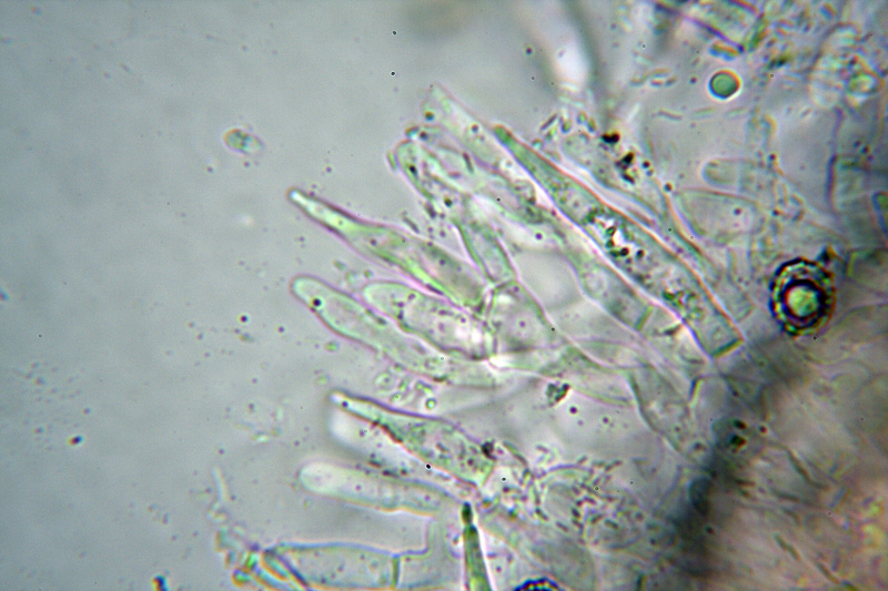 Russula da determinare 2 Cfr. Russula insignis