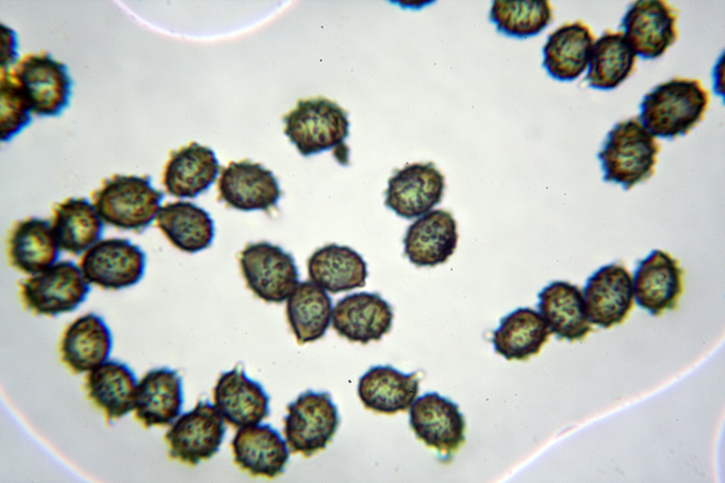 Russula da determinare 2 Cfr. Russula insignis