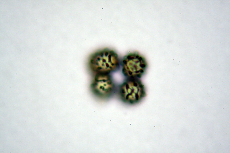 Russula da determinare 2 Cfr. Russula insignis