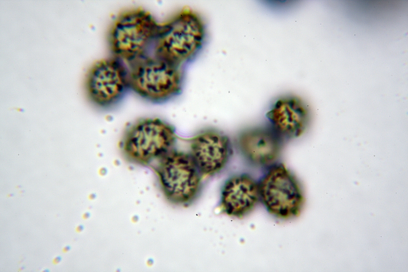 Russula da determinare 2 Cfr. Russula insignis