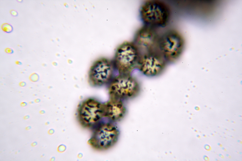 Russula da determinare 2 Cfr. Russula insignis