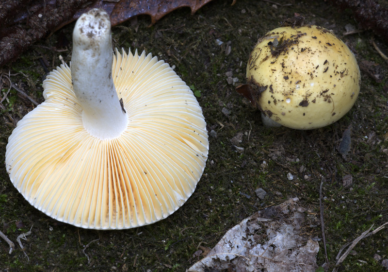 Russula risigallina