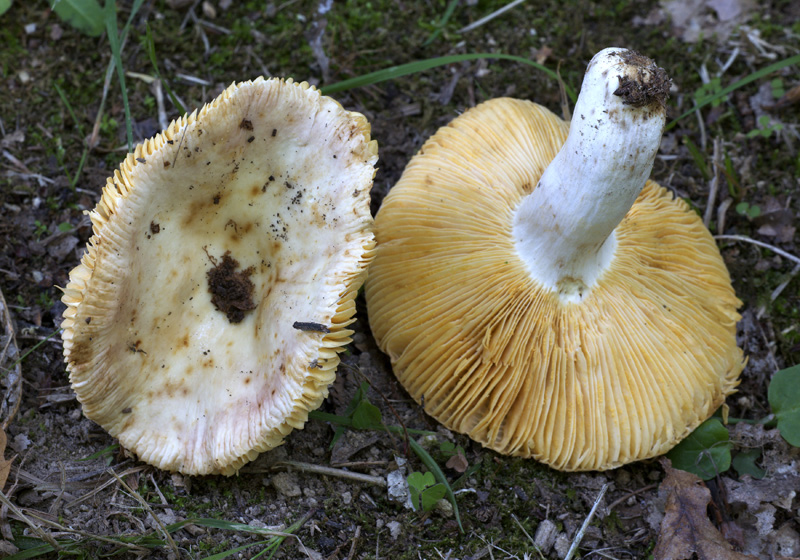 Russula globispora (= R. straminea)