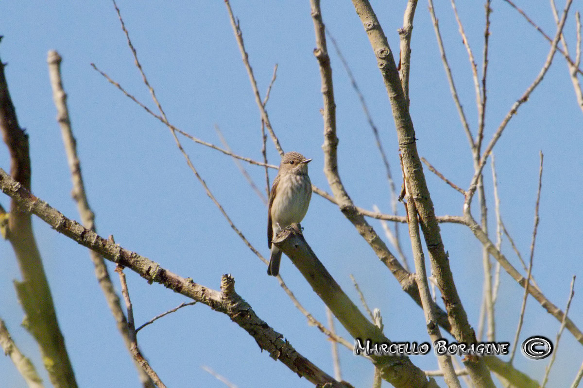 Da determinare [ Pigliamosche ]