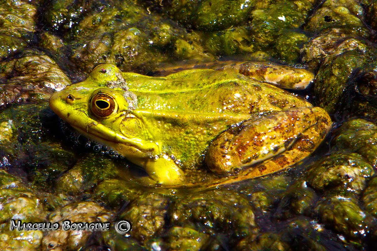 Da determinare - Pelophylax sp. (Isernia)
