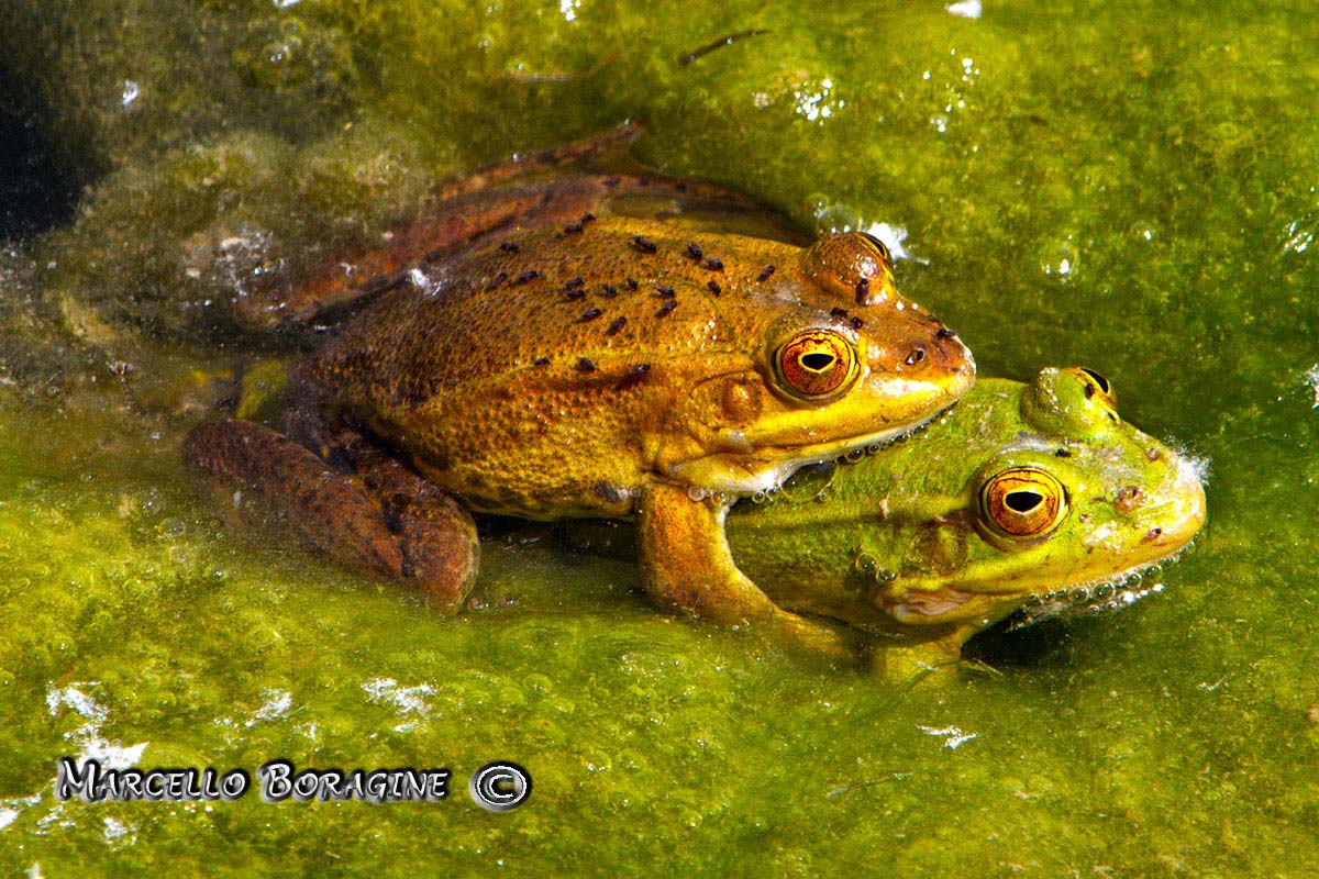 Da determinare - Pelophylax sp. (Isernia)
