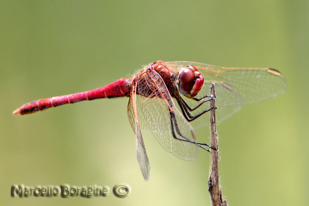 Da determinare - Sympetrum fonscolombii