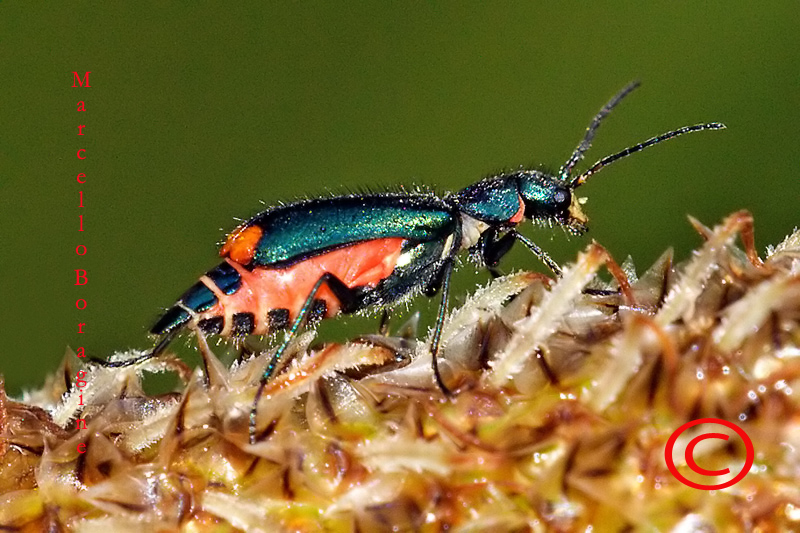 Da determinare: Malachius bipustulatus