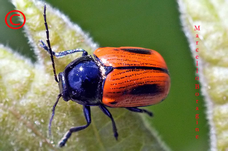 Da determinare: Cryptocephalus bipunctatus