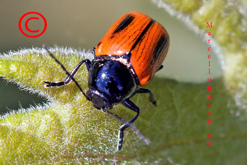 Da determinare: Cryptocephalus bipunctatus
