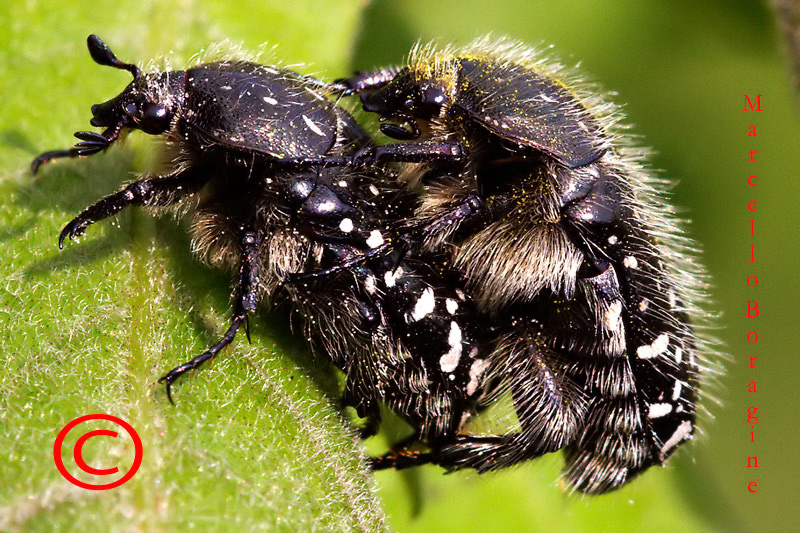 Insetti in accoppiamento: Oxythyrea