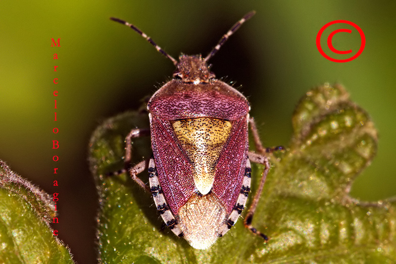Pentatomidae: Dolycoris baccarum