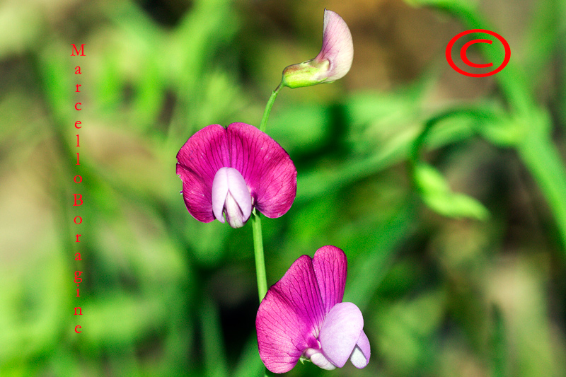 Lathyrus clymenum / Cicerchia porporina