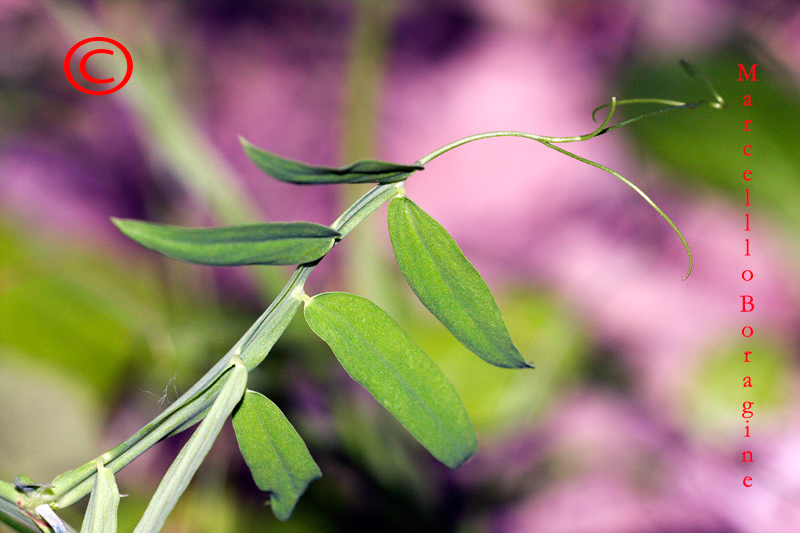 Lathyrus clymenum / Cicerchia porporina