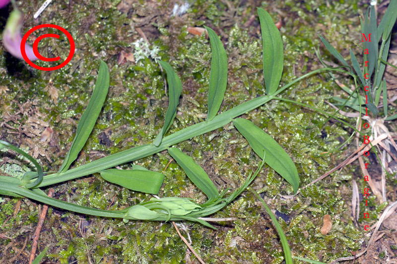 Lathyrus clymenum / Cicerchia porporina
