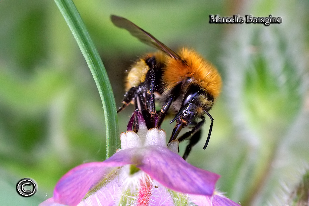 Bombus pascuorum  F (Apidae).