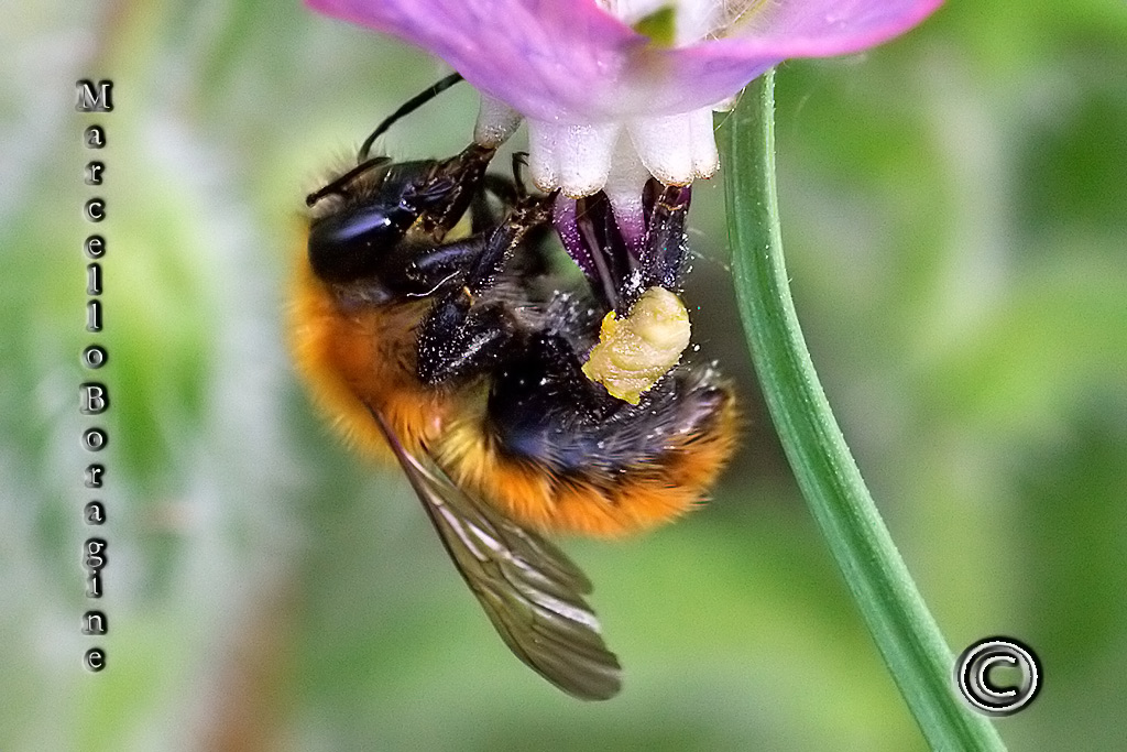 Bombus pascuorum  F (Apidae).