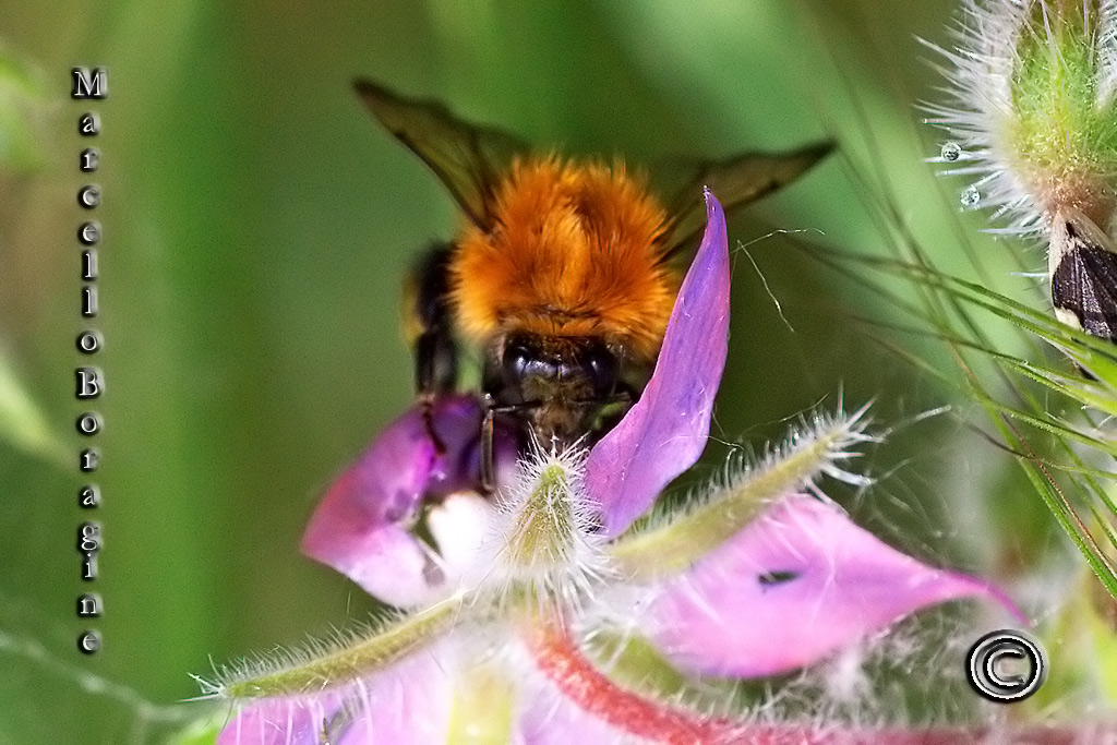 Bombus pascuorum  F (Apidae).