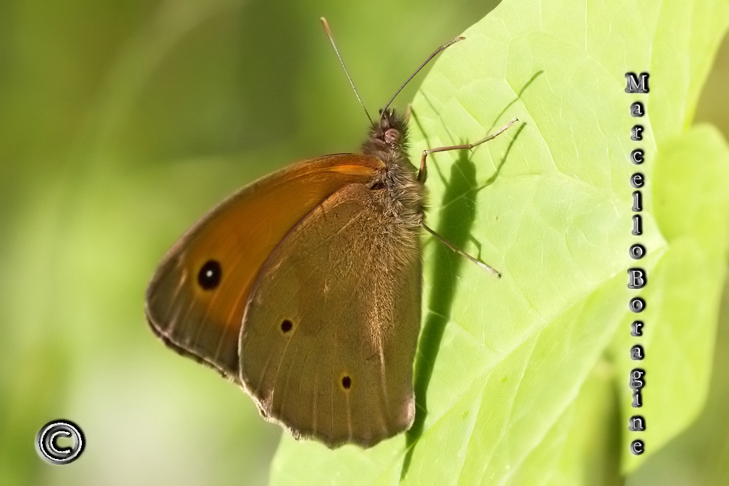 Coenonympha pamphilus? - Maniola jurtina