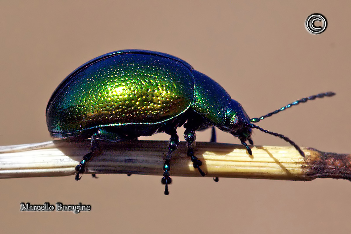 7Da determinare: Chrysolina