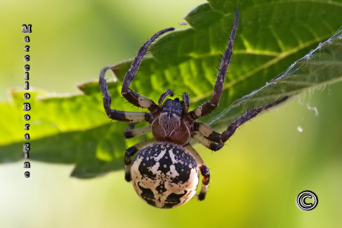 Larinioides sp.