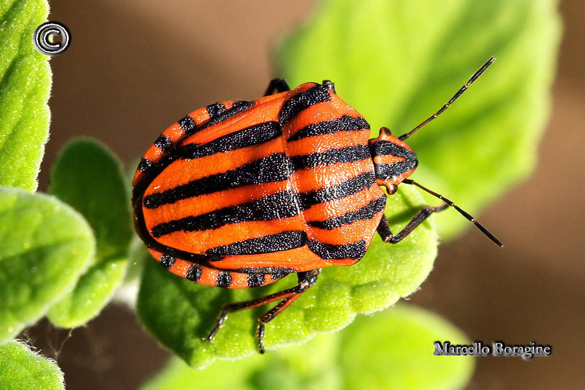 Pentatomidae: Graphosoma lineatum italicum  della Campania