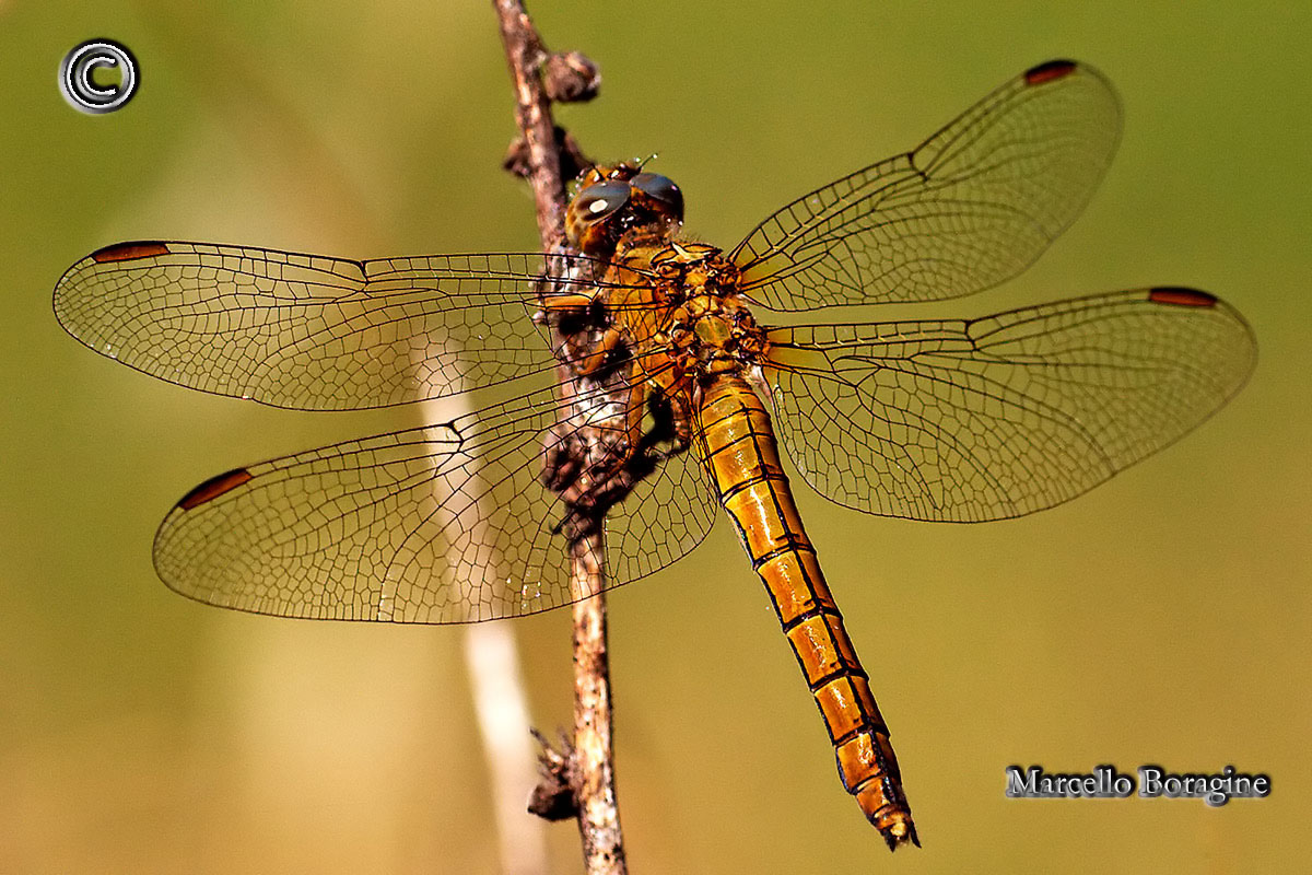 Da determinare - Orthetrum coerulescens