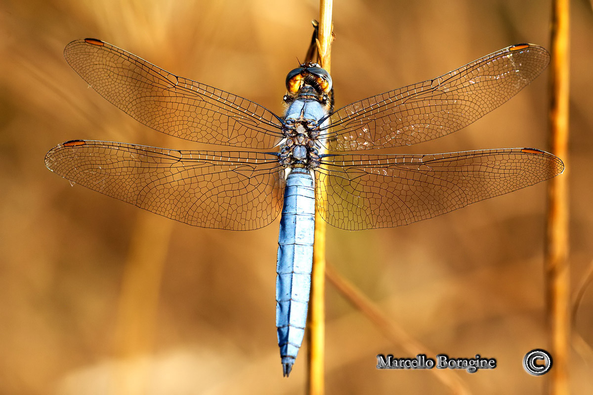 Da determinare - Orthetrum brunneum