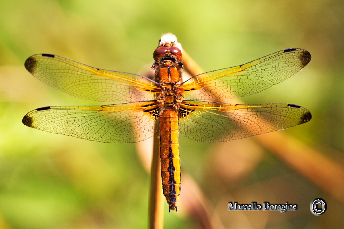 Da determinare - Libellula fulva