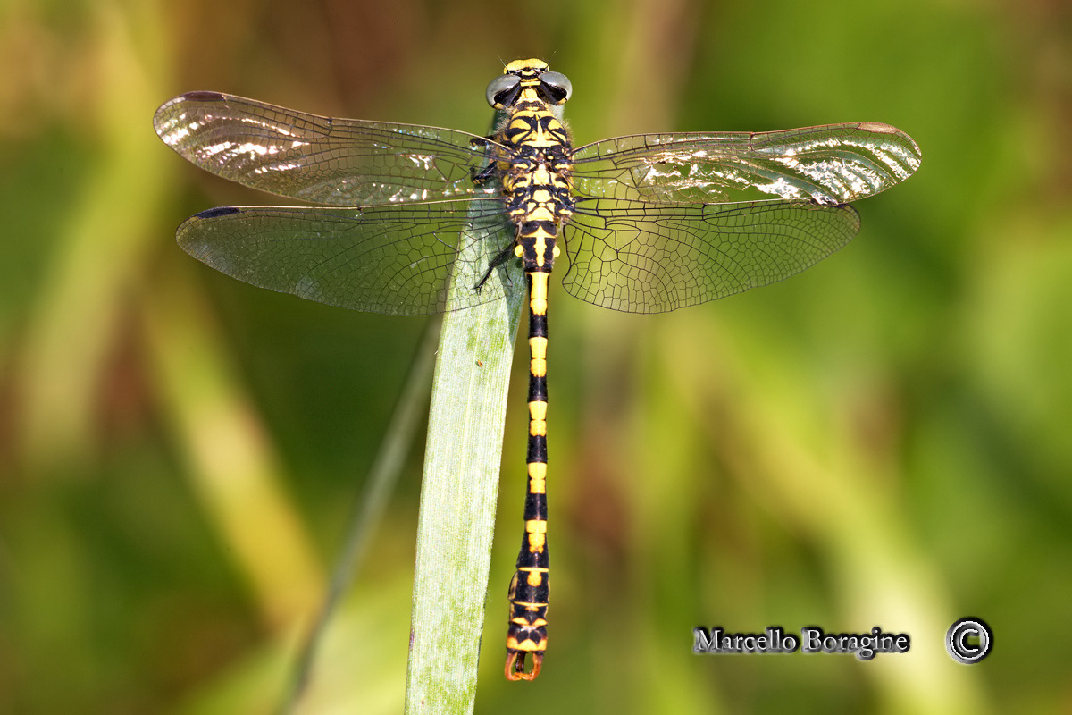 Da determinare - Onychogomphus forcipatus