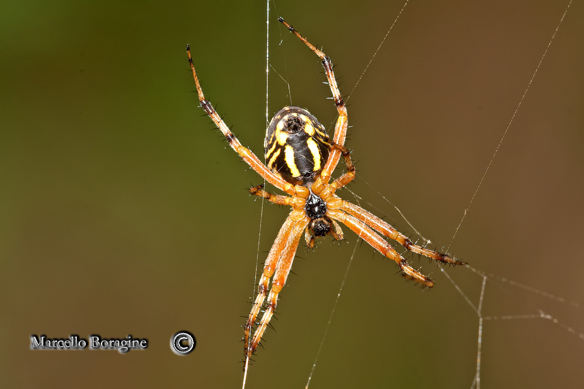 Araneidae