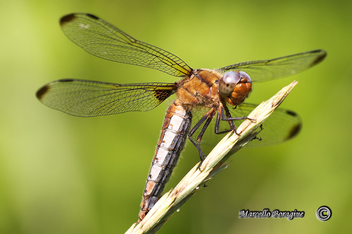 Da determinare - Libellula fulva