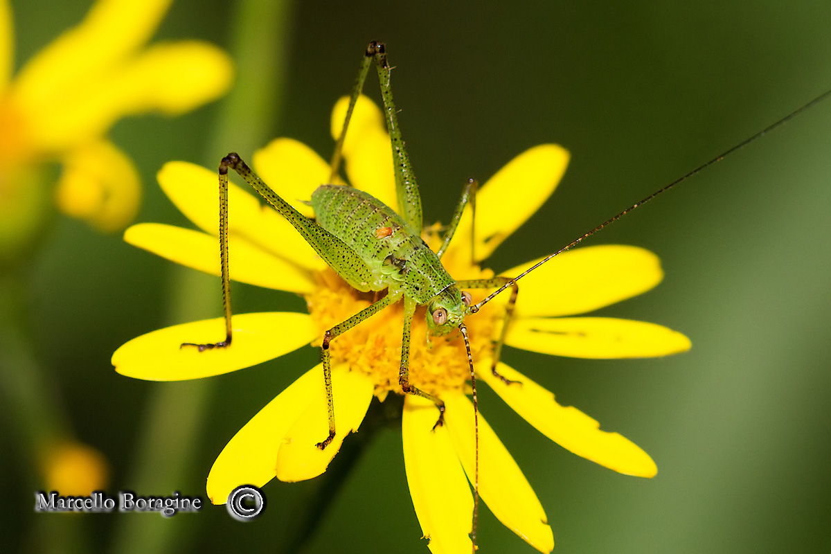 Ninfa di Phaneroptera sp.