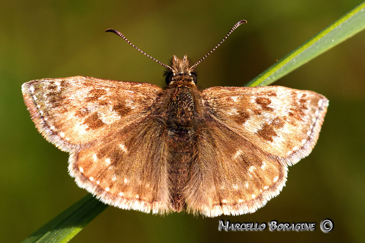 Da determinare - Erynnis tages