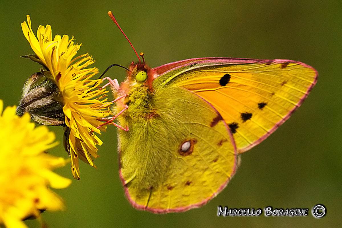 Da determinare - Colias croceus (femmina.)