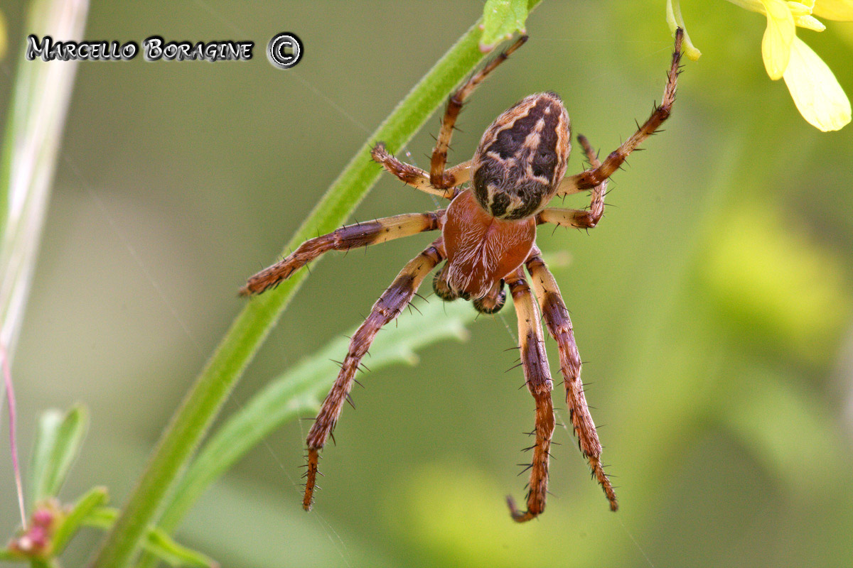 Larinioides sp.