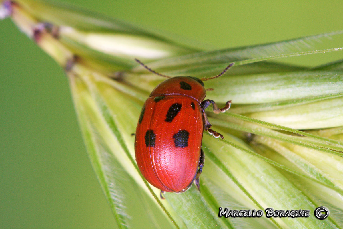 Da determinare: Gonioctena fornicata