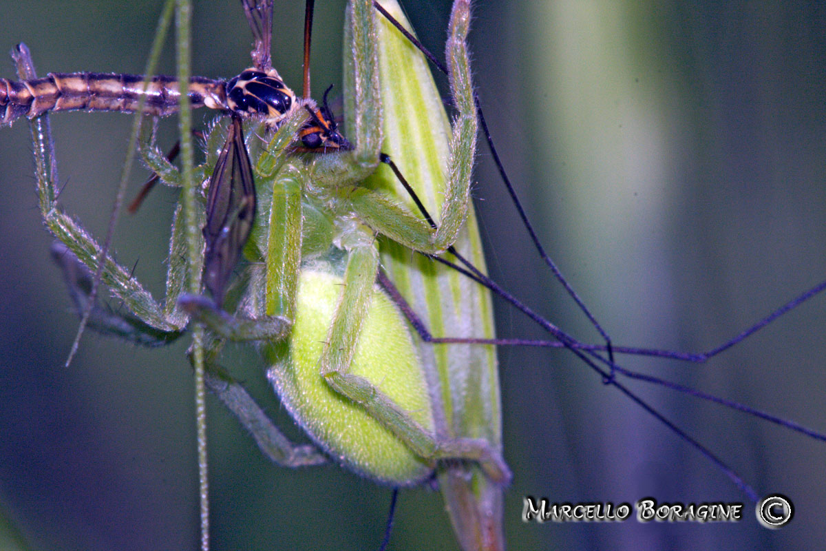 Micrommata virescens