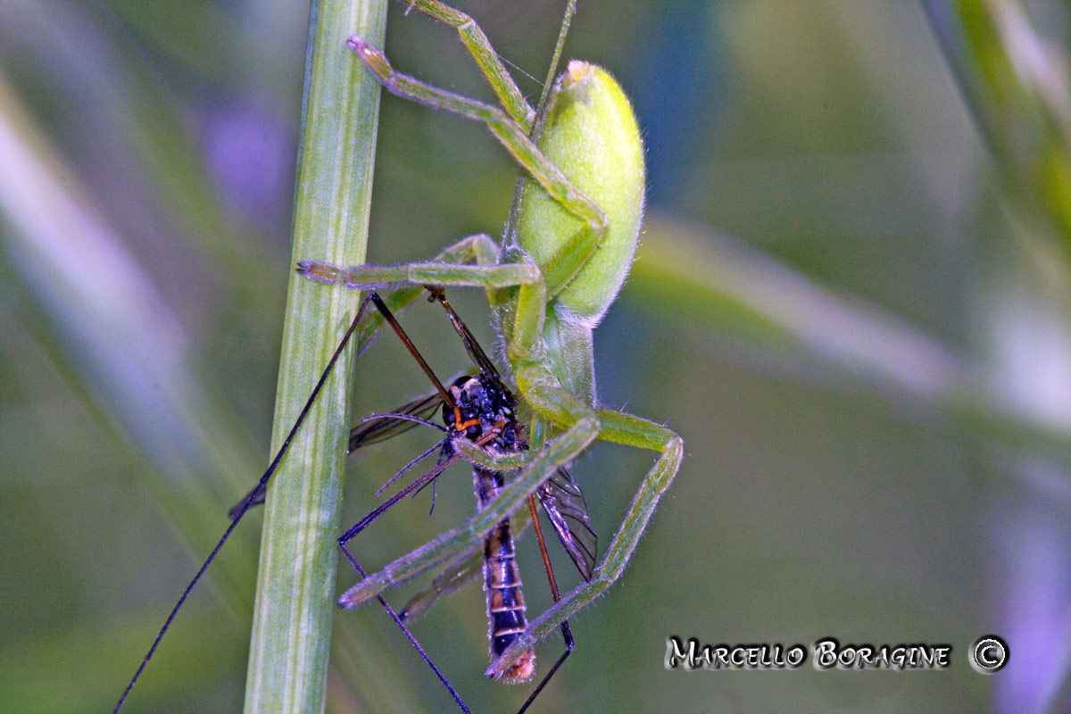 Micrommata virescens