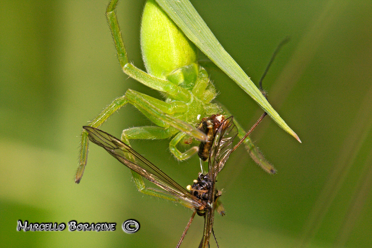 Micrommata virescens
