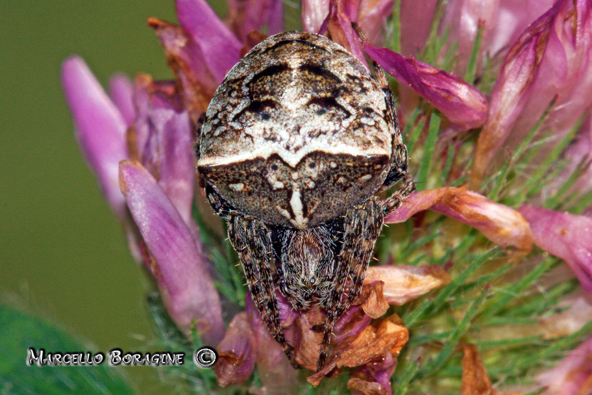 Gibbaranea sp.