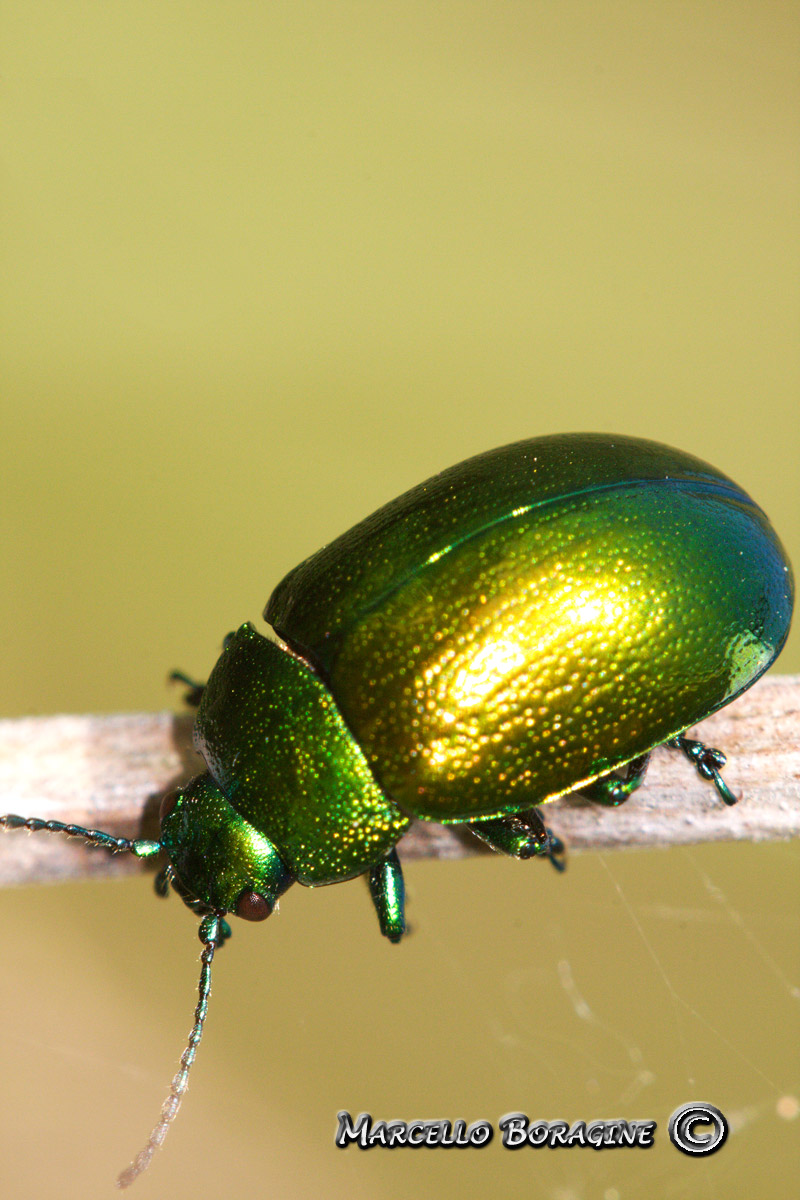 Da determinare: Chrysolina herbacea