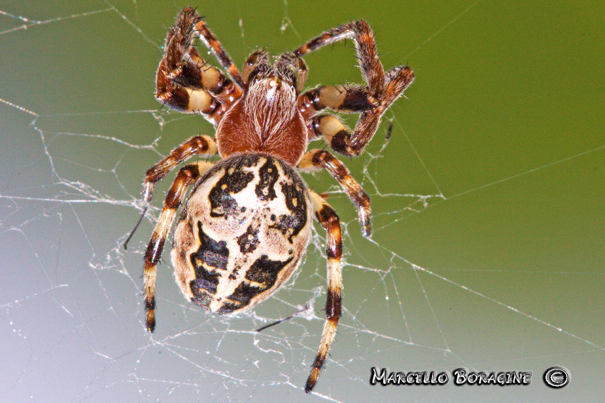 Larinioides sp.
